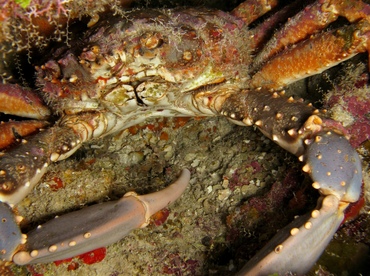 Channel Clinging Crab - Mithrax spinosissimus - Grand Cayman
