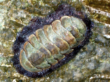 Fuzzy Chiton - Acanthopleura granulata - Grand Cayman