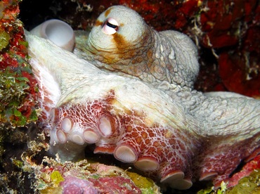 cayman grand octopus florida common reefs south vulgaris reefguide caribbean location