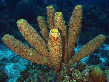 Convoluted Barrel Sponge - Aplysina lacunosa - Bonaire