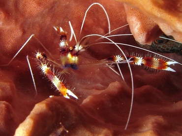 Banded Coral Shrimp - Stenopus hispidus - Belize