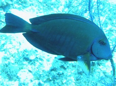 Doctorfish - Acanthurus chirurgus - Little Cayman