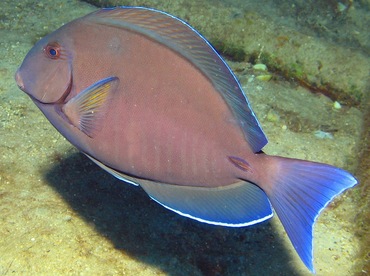 Doctorfish - Acanthurus chirurgus - Nassau, Bahamas
