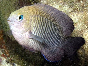Dusky Damselfish - Stegastes adustus - Roatan, Honduras