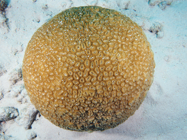 Elliptical Star Coral - Dichocoenia stokesi - Bonaire