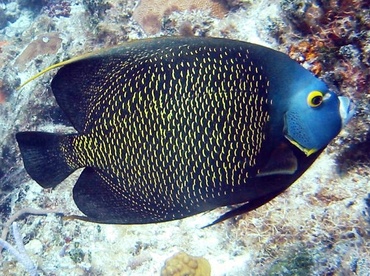 French Angelfish - Pomacanthus paru - Cat Cays, Bahamas