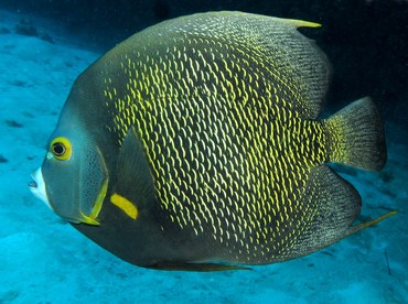 French Angelfish - Pomacanthus paru - Grand Cayman