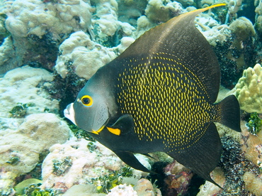 French Angelfish - Pomacanthus paru - The Exumas, Bahamas