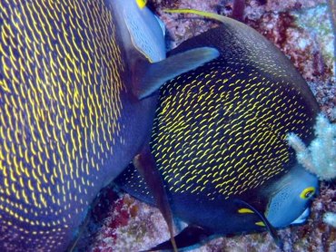 French Angelfish - Pomacanthus paru - Little Cayman