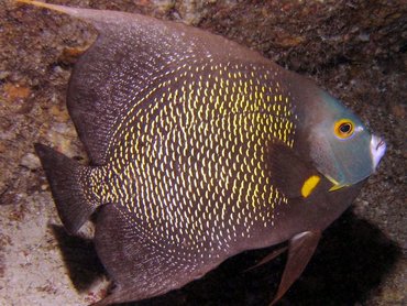 French Angelfish - Pomacanthus paru - Bonaire