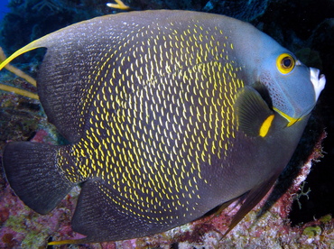 French Angelfish - Pomacanthus paru - Grand Cayman