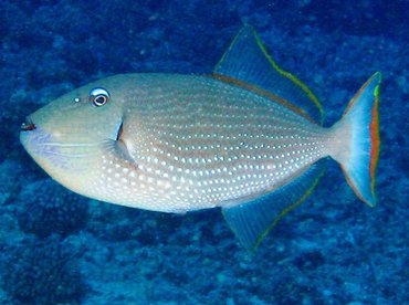 Gilded Triggerfish - Xanthichthys auromarginatus - Big Island, Hawaii