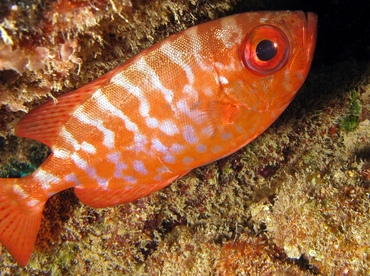 Glasseye Snapper - Heteropriacanthus cruentatus - Key Largo, Florida