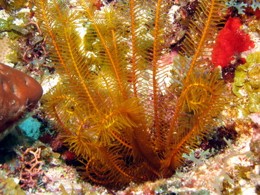 Golden Crinoid - Davidaster rubiginosus - Isla Mujeres, Mexico