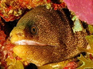 Goldentail Moray Eel - Gymnothorax miliaris - St Thomas, USVI