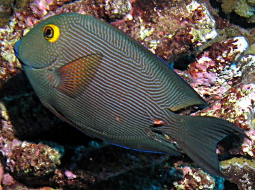 Goldring Surgeonfish - Ctenochaetus strigosus - Lanai, Hawaii