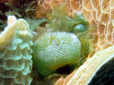 Green Bubble Weed - Dictyosphaeria cavernosa - Roatan, Honduras