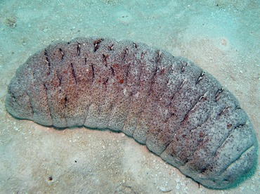Elephant Trunkfish - Holothuria fuscopunctata - Palau