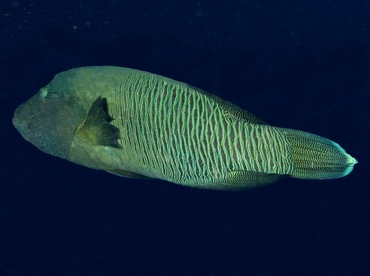 Humphead Wrasse - Cheilinus undulatus - Palau