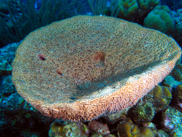 Bell Sponge - Ircinia campana - Bonaire