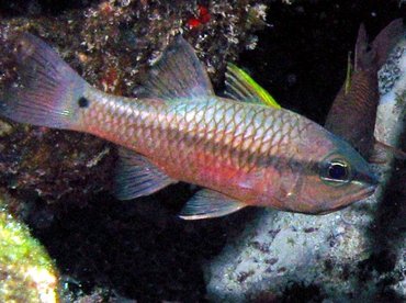 Iridescent Cardinalfish - Pristiapogon kallopterus - Big Island, Hawaii