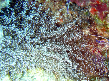 Knobby Anemone - Laviactis lucida - Aruba