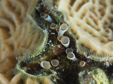 Hidden Anemone - Lebrunia coralligens - Bonaire