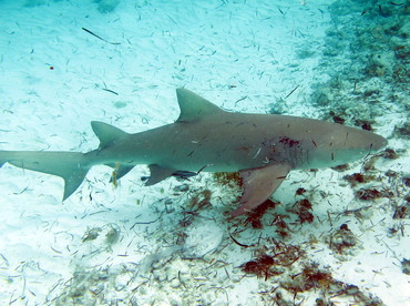 Lemon Shark - Negaprion brevirostris - The Exumas, Bahamas
