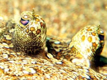 Leopard Flounder - Bothus pantherinus - Dumaguete, Philippines