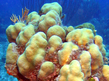 Lobed Star Coral - Montastraea annularis - Turks and Caicos