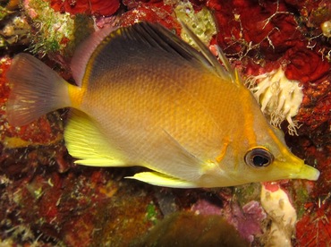 Longsnout Butterflyfish - Prognathodes aculeatus - Bonaire