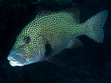 Many-Spotted Sweetlips - Plectorhinchus chaetodonoides - Great Barrier Reef, Australia