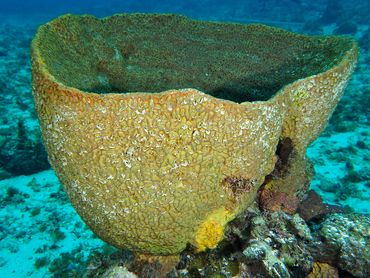 Netted Barrel Sponge - Verongula gigantea - Cozumel, Mexico