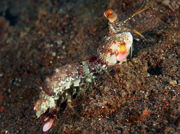 Pink-Eared Mantis Shrimp - Odontodactylus latirostris - Bali, Indonesia