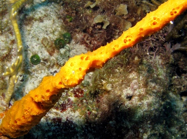 Orange Lumpy Encrusting Sponge - Scopalina ruetzleri - Belize