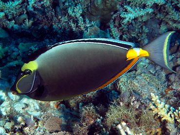 Orangespine Unicornfish - Naso lituratus - Great Barrier Reef, Australia
