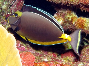 Orangespine Unicornfish - Naso lituratus - Yap, Micronesia
