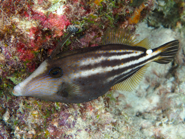 Orangespotted Filefish - Cantherhines pullus - Bonaire
