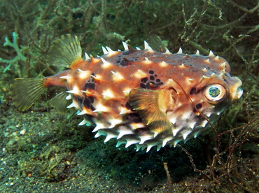 Orbicular Burrfish - Cyclichthys orbicularis - Lembeh Strait, Indonesia