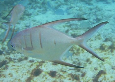 Palometa - Trachinotus goodei - Grand Cayman