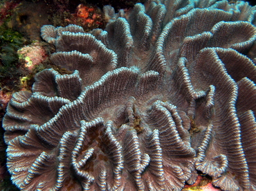 Common Lettuce Coral - Pectinia lactuca - Lembeh Strait, Indonesia