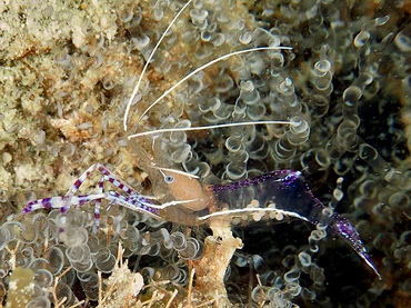 Pederson Cleaner Shrimp - Ancylomenes pedersoni - Turks and Caicos