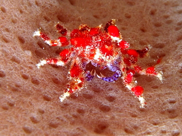Cryptic Teardrop Crab - Pelia mutica - Belize