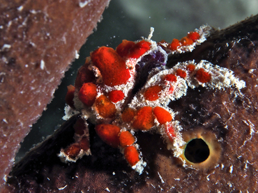 Cryptic Teardrop Crab - Pelia mutica - Bonaire
