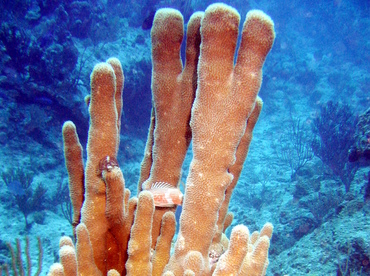 Pillar Coral - Dendrogyra cylindrus - Turks and Caicos