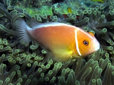 Pink Anemonefish - Amphiprion perideraion - Palau