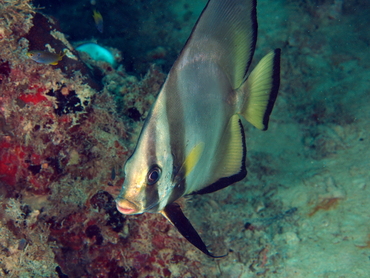 Pinnate Spadefish - Platax pinnatus - Palau