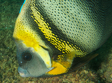 Cortez Angelfish - Pomacanthus zonipectus - Cabo San Lucas, Mexico