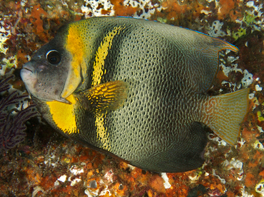 Cortez Angelfish - Pomacanthus zonipectus - Cabo San Lucas, Mexico