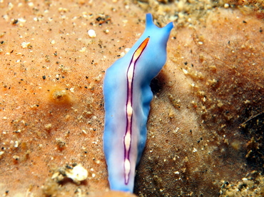 Racing Stripe Flatworm - Pseudoceros liparus - Lembeh Strait, Indonesia